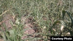Zimbabwe drought