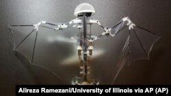 Three authors of a study released in the journal Science Robotics say the Bat Bot, a three-ounce flying robot, is better than regular drones in getting into disaster sites and scoping out construction zones, Feb. 1, 2017.