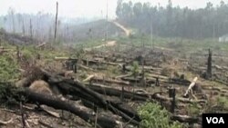 Pemerintah Indonesia meminta dukungan negara-negera lain untuk menghentikan laju kerusakan hutan dan penyelundupan kayu dari hutan Kalimantan (foto: dok).