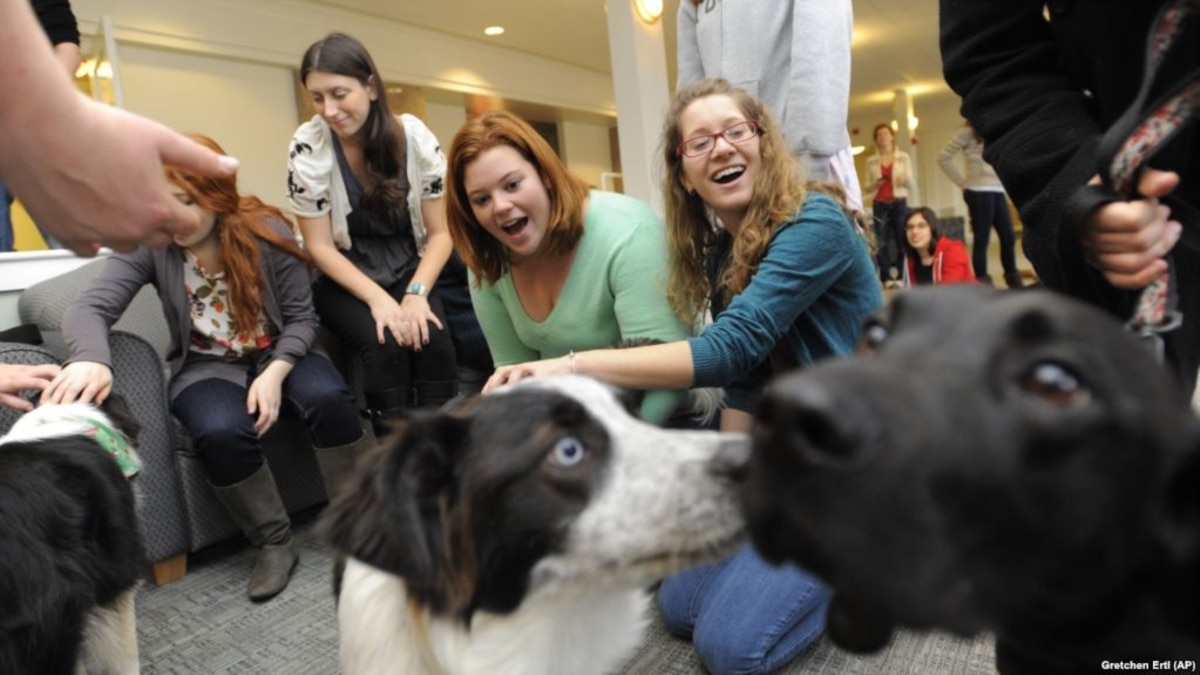 Good pets for college hot sale students