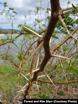 Getting to the flowers is a challenge, due to the 10 centimeter long thorns that grow along the branches.