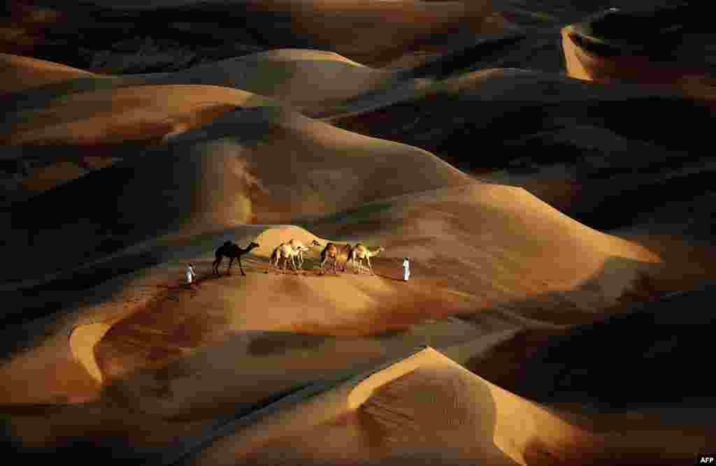 Tribesmen lead their camels through the sand dunes of the Liwa desert, 220 km west of Abu Dhabi, United Arab Emirates.