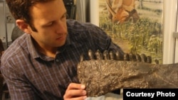Stoney Brook University paleontologist Michael D’Emic with a cast of the lower jaw of Camarasaurus, which replaced its teeth every 60 days. (Courtesy Michael D’Emic)