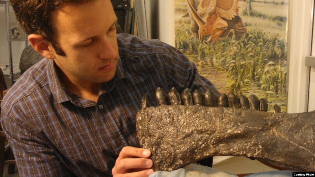 Stoney Brook University paleontologist Michael D’Emic with a cast of the lower jaw of Camarasaurus, which replaced its teeth every 60 days. (Courtesy Michael D’Emic)