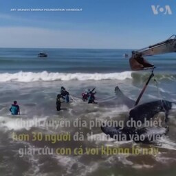 Giải cứu cá voi ở Argentina