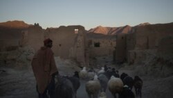An Afghan man walks his sheep at Salar village, Wardak province, Afghanistan, Oct. 12, 2021.