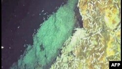 Araştırmacılar Denizaltı Volkanlarında Ne Buldu?