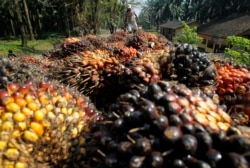 Seorang pekerja memuat buah sawit milik PT Perkebunan Nusantara VIII Kertajaya di Banten, 19 Juni 2012. (Foto: REUTERS/Supri)