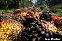 Seorang pekerja memuat buah sawit milik PT Perkebunan Nusantara VIII Kertajaya di Banten, 19 Juni 2012. (Foto: REUTERS/Supri)