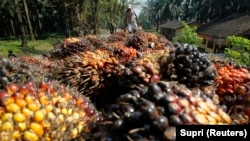 Seorang pekerja memuat buah sawit milik PT Perkebunan Nusantara VIII Kertajaya di Banten, 19 Juni 2012. (Foto: REUTERS/Supri)
