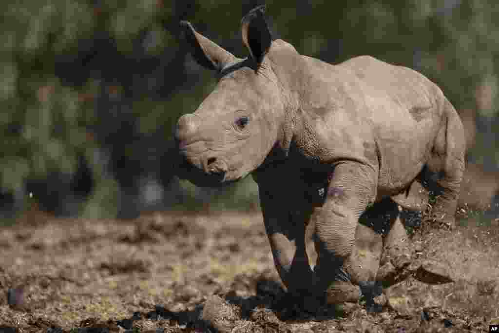 Bayi badak putih perempuan berusia 3 minggu berlari di Taman Safari Ramat Gan, dekat&nbsp;Tel Aviv, Israel.&nbsp;