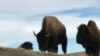 Native Americans Want Buffalo Back in the Wild
