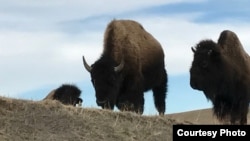 Photo shows two of a herd of about 50 buffalo from the private herd managed by Pine Ridge Reservation resident Charles "Bamm" Brewer.