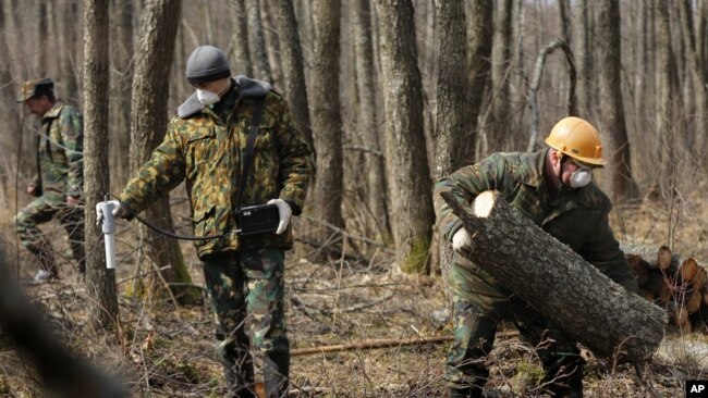 In this Wednesday, March 23, 2011 photo an engineer Sergei Horloogijn measures a radiation dosage rate, as workers clear the forest near the village of Babchin, near the 30 km exclusion zone around the Chernobyl nuclear reactor.