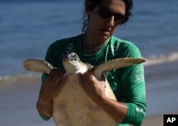 FILE - A volunteer carries a Green Sea Turtle after it was caught temporarily at a feeding site on Itaipu Beach in Niteroi, Brazil, May 24, 2023.