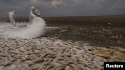 Muerte de peces en el estado mexicano de Chihuahua atribuidos a ola de calor, el 7 de junio de 2024.