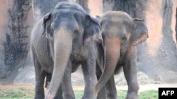 Kopshti i gjelbër zoologjik dhe botanik i Floridës