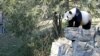 Panda in Washington, DC Zoo Gives Birth