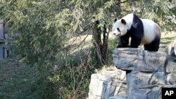 Mei Xiang at Washington's National Zoo, Jan 201, 2011