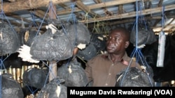 Edward Kasran inspects the mushrooms he grows and sells in Juba to make a living.