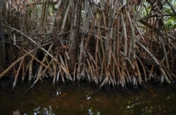 A tangle of mangrove roots grow alongside a shore in San Crisanto, near Progreso, in Mexico’s Yucatan Peninsula, Friday, Oct. 8, 2021. (AP Photo/Eduardo Verdugo)