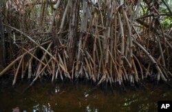 A tangle of mangrove roots grow alongside a shore in San Crisanto, near Progreso, in Mexico’s Yucatan Peninsula, Friday, Oct. 8, 2021. (AP Photo/Eduardo Verdugo)