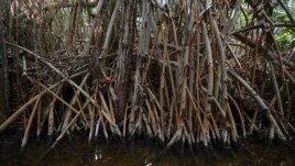 A tangle of mangrove roots grow alongside a shore in San Crisanto, near Progreso, in Mexico’s Yucatan Peninsula, Friday, Oct. 8, 2021. (AP Photo/Eduardo Verdugo)