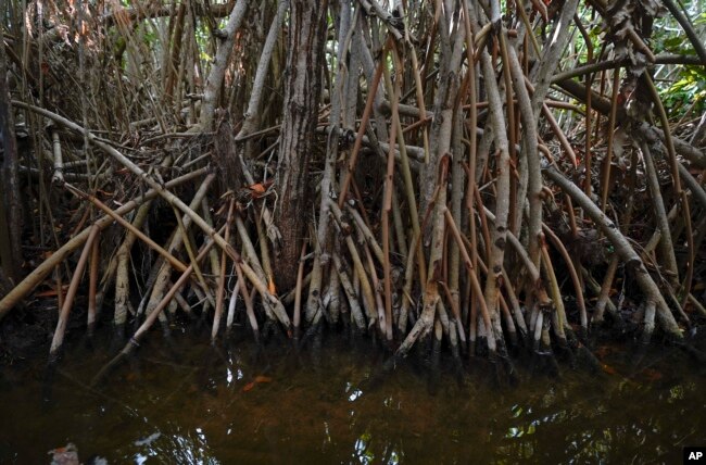 A tangle of mangrove roots grow alongside a shore in San Crisanto, near Progreso, in Mexico’s Yucatan Peninsula, Friday, Oct. 8, 2021. (AP Photo/Eduardo Verdugo)