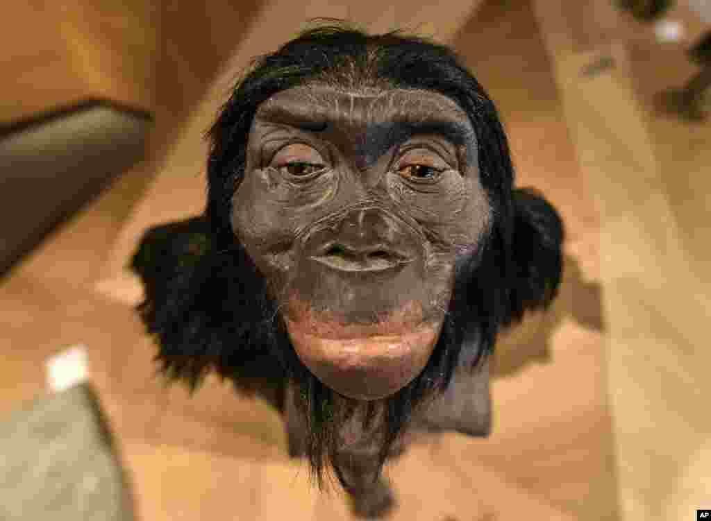 موزه سیر تکامل انسان در شهر&nbsp;متمان در غرب آلمان. این نمونه از شواهد&nbsp;انسان نئاندِرتال از سه میلیون سال پیش ساخته شده است.&nbsp;