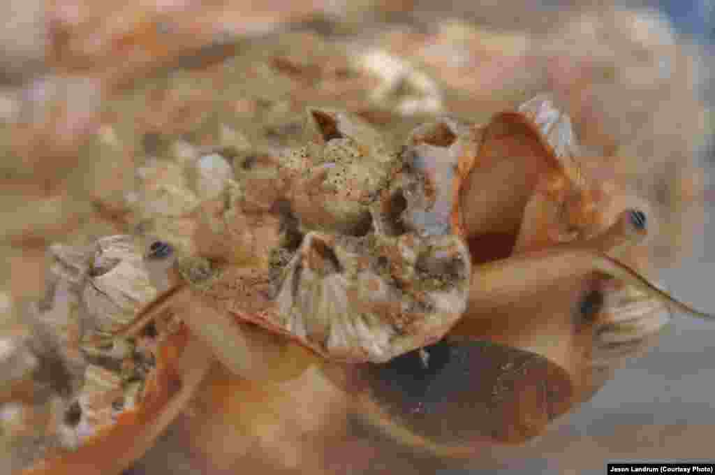 Creature looks out from shell found in the Atlantic Ocean Reef at the Amazon River 2012. (Credit Jason Landrum)