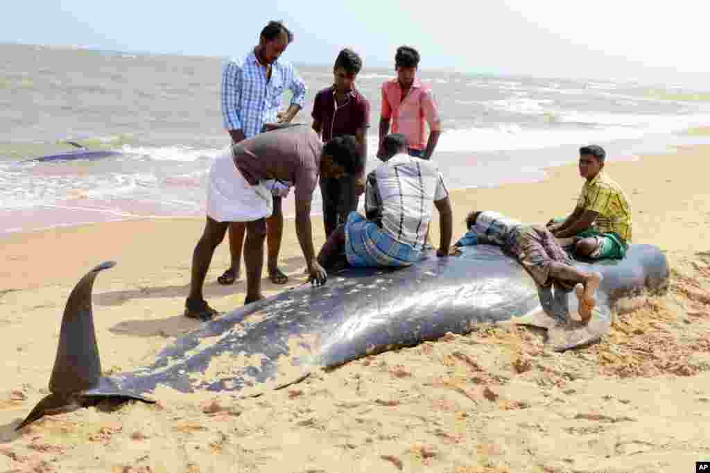 Warga mengamati salah satu dari puluhan paus yang terdampar di di pantai Manapad, Teluk Benggala, negara bagian Tamil Nadu, India.