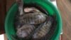Interdiction d'importer du tilapia au Togo