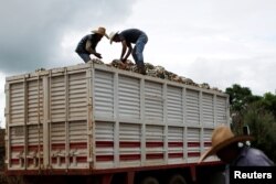 Farmers know as Jimador load up a truck of hearts of blue agave in a plantation in Tepatitlan, Jalisco, Mexico, Sept. 6, 2017.