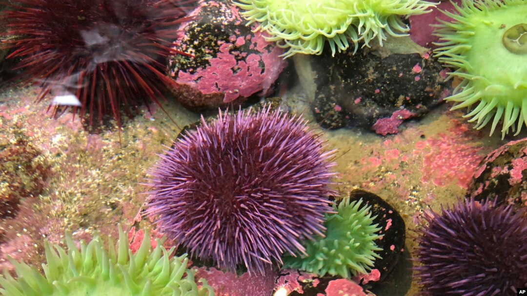 Fast Spreading Sea Urchins Destroying Sea Life In California Oregon