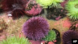 In Oct. 16, 2019 photo, a purple sea urchin sits in a touch tank at the Marine Hatfield Science Center in Newport, Ore. (AP Photo/Gillian Flaccus)