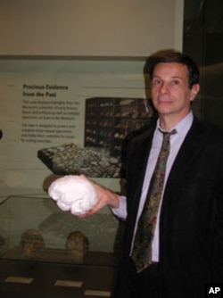 Alain Froment, curator of anthropology collections at the Musee de l' Homme in Paris, with the braincase of a Cro-Magnon, reconstructed in minute detail from a computer scan of the 28,000-year-old skull.