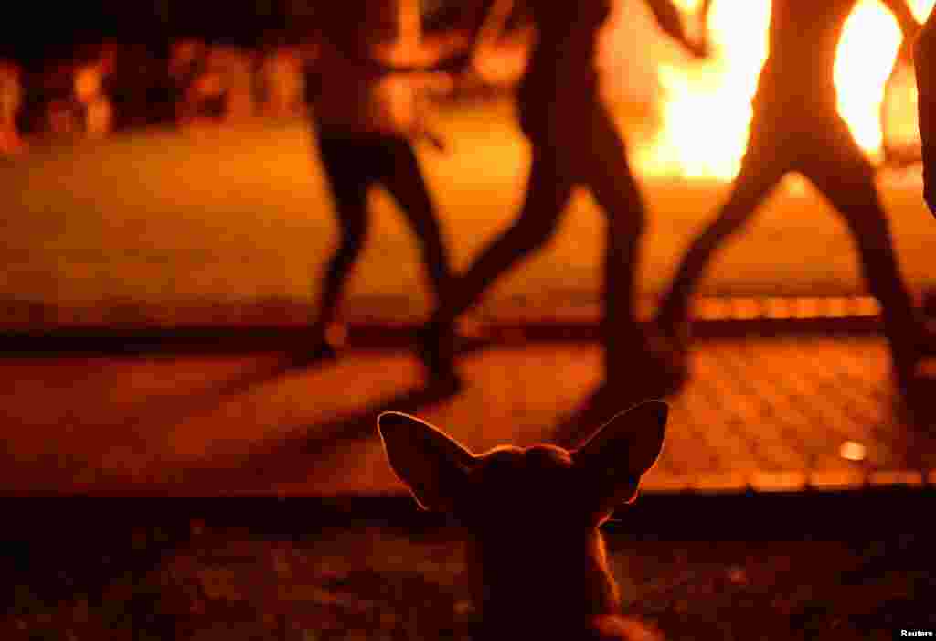 A dog watches women dance around a bonfire during the traditional San Juan&#39;s (Saint John) night in the Basque coastal town of Mundaka, northern Spain.