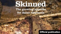 Elephant Family ဆိုတဲ့ ဆင်ထိန်းသိမ်းရေးအဖွဲ့ရဲ့ ‘Skinned – The Growing Appetite for Asian Elephants’ ဆိုတဲ့ အစီရင်ခံစာသစ်