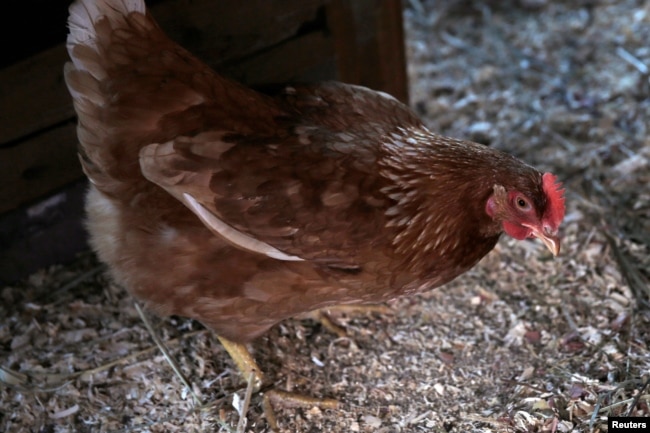 Chickens scratch at the ground with their feet. Chicken scratch is also slang for bad handwriting.