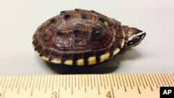 A smuggled turtle is seen next to a ruler in this photo provided by the U.S. attorney's office. A Canadian man was sentenced to nearly five years in federal prison April 12, 2016, for smuggling turtles into his native China.