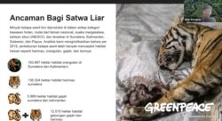 : Juru Kampanye Hutan Greenpeace Indonesia, Arie Rompas menjelaskan dampak kebun sawit terhadap satwa liar dalam Peluncuran Laporan Sawit Ilegal Dalam Kawasan Hutan : Karpet Merah Oligarki, Kamis (21/10/2021). (VOA)