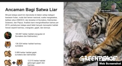 : Juru Kampanye Hutan Greenpeace Indonesia, Arie Rompas menjelaskan dampak kebun sawit terhadap satwa liar dalam Peluncuran Laporan Sawit Ilegal Dalam Kawasan Hutan : Karpet Merah Oligarki, Kamis (21/10/2021). (VOA)