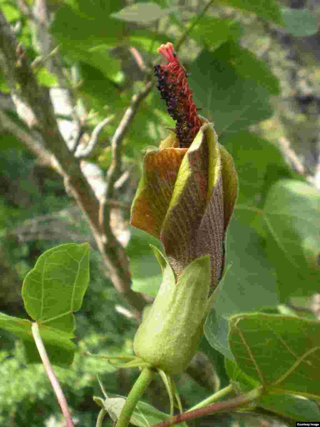 A population of Hibiscadelphus stellatus was discovered in a remote, steep valley on the west side of Maui in 2012 by Steve Perlman, Hank Oppenheimer and Keahi Bustament. (Photo by ©Hank Oppenheimer)