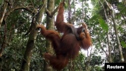 FILE - A male orangutan hangs from a tree in Gunung Leuser National Park in Langkat district of the Indonesia's North Sumatra Province.