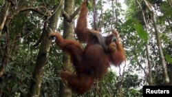 FILE - A male orangutan hangs from a tree in Gunung Leuser National Park in Langkat district of the Indonesia's North Sumatra Province. A male orangutan on the Borneo died after being shot at least 130 times with an air gun and apparently being stabbed and clubbed.