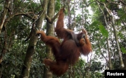 FILE - A male orangutan hangs from a tree in Gunung Leuser National Park in Langkat district of the Indonesia's North Sumatra Province.