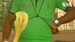 Հնդկաստան. Հաջողվել է փրկել նետահարված կոբրայի կյանքը