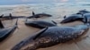 Dozens of endangered false killer whales wash up on Tasmania beach (Foto: Reuters stillshot)