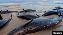 Delfini nasukani na tasmanijskoj obali (Foto: Reuters still shot)