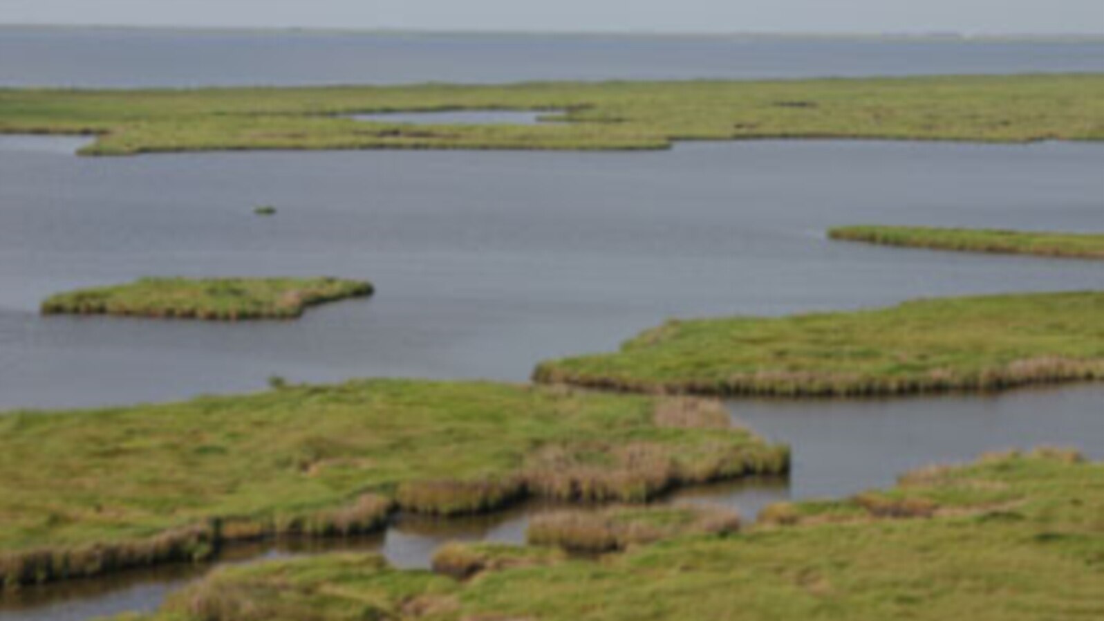 Wetlands